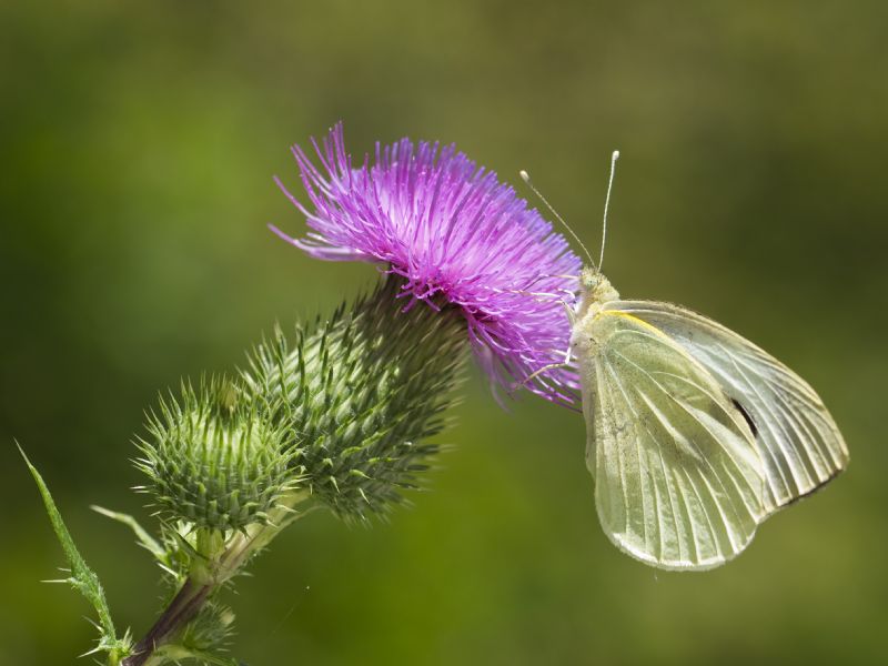 Quale Pieris?  Pieris brassicae